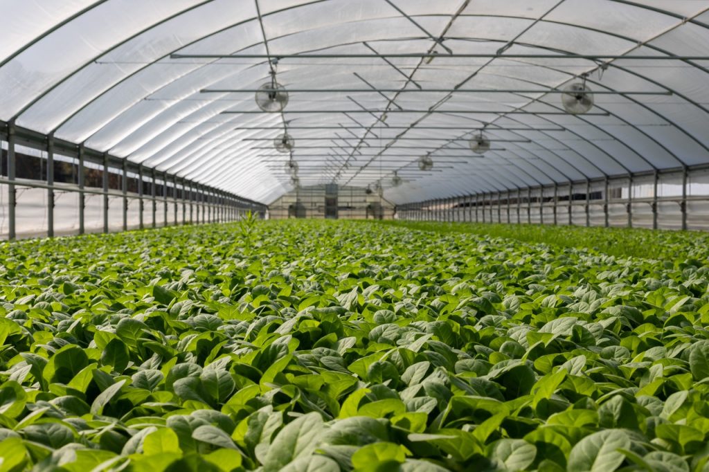 plants urban farming
