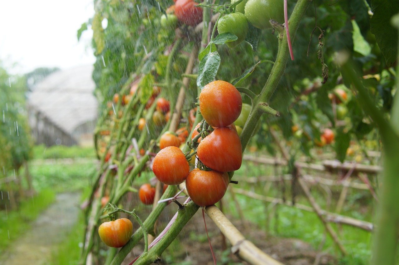 raining produce harvest
